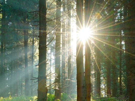 Sonne scheint durch die Bäume als Symbol für GLS Klima Protect